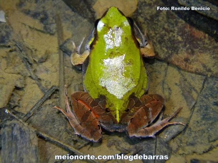 Biólogo barrense Ronildo Benício realiza pesquisas de grande importância para o município. Confira! - Imagem 5