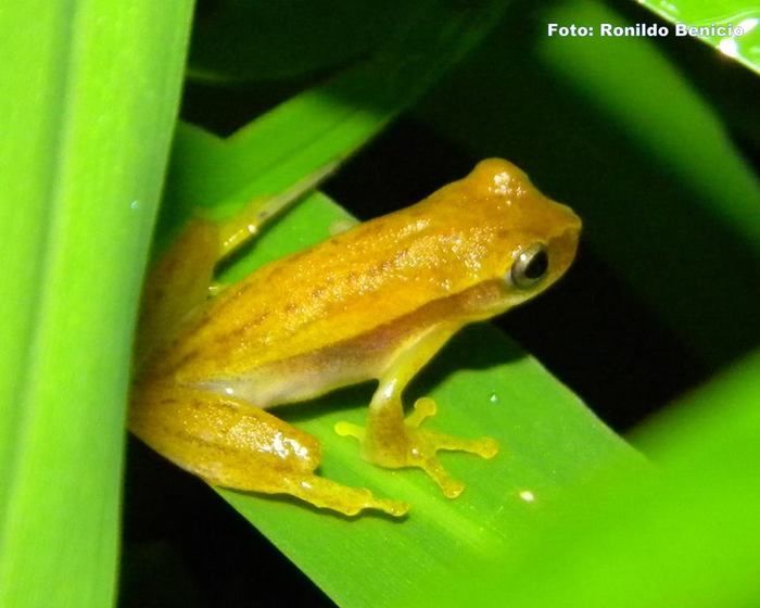 Biólogo barrense Ronildo Benício realiza pesquisas de grande importância para o município. Confira! - Imagem 2