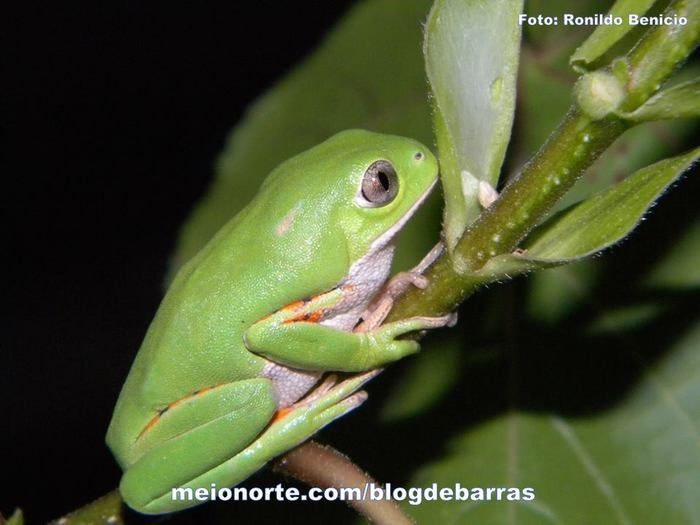 Biólogo barrense Ronildo Benício realiza pesquisas de grande importância para o município. Confira! - Imagem 1