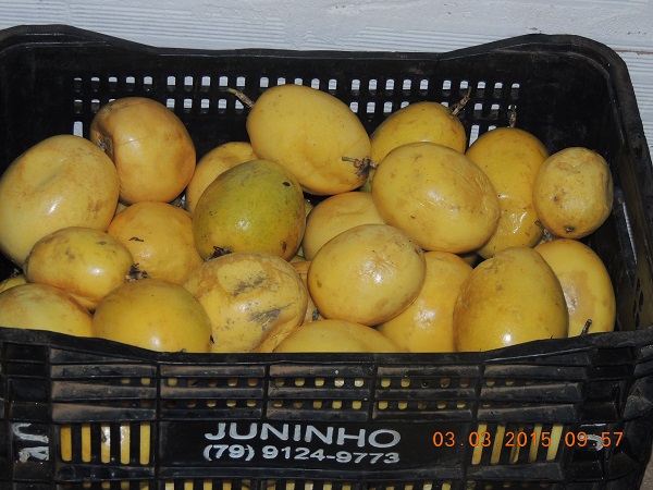 Associação de Canafistula aposta na agroindústria - Imagem 10