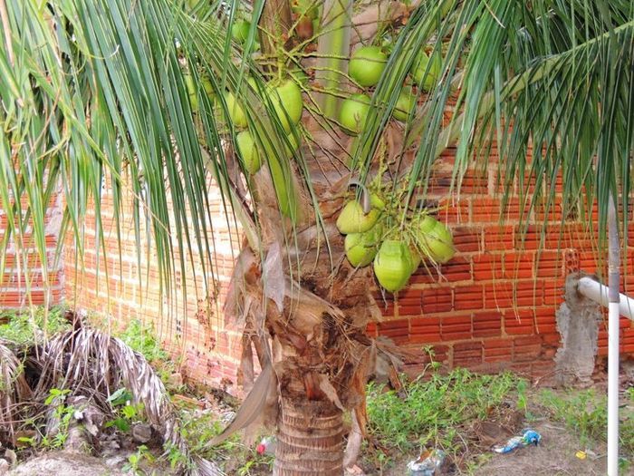 O melhor investimento com retorno certo - Imagem 44