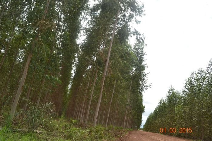 Começa plantio de Soja na Fazenda São Luiz, em Boa Hora. - Imagem 4