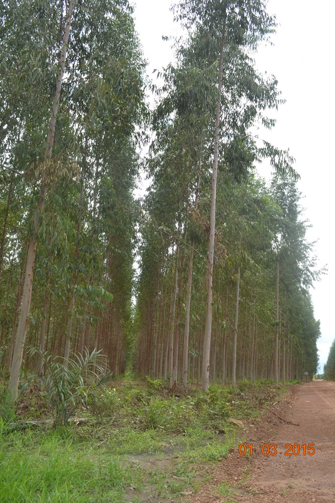Começa plantio de Soja na Fazenda São Luiz, em Boa Hora. - Imagem 3
