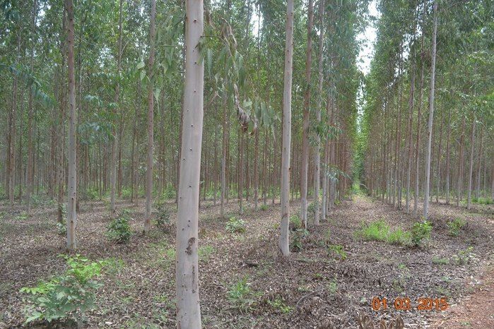 Começa plantio de Soja na Fazenda São Luiz, em Boa Hora. - Imagem 2