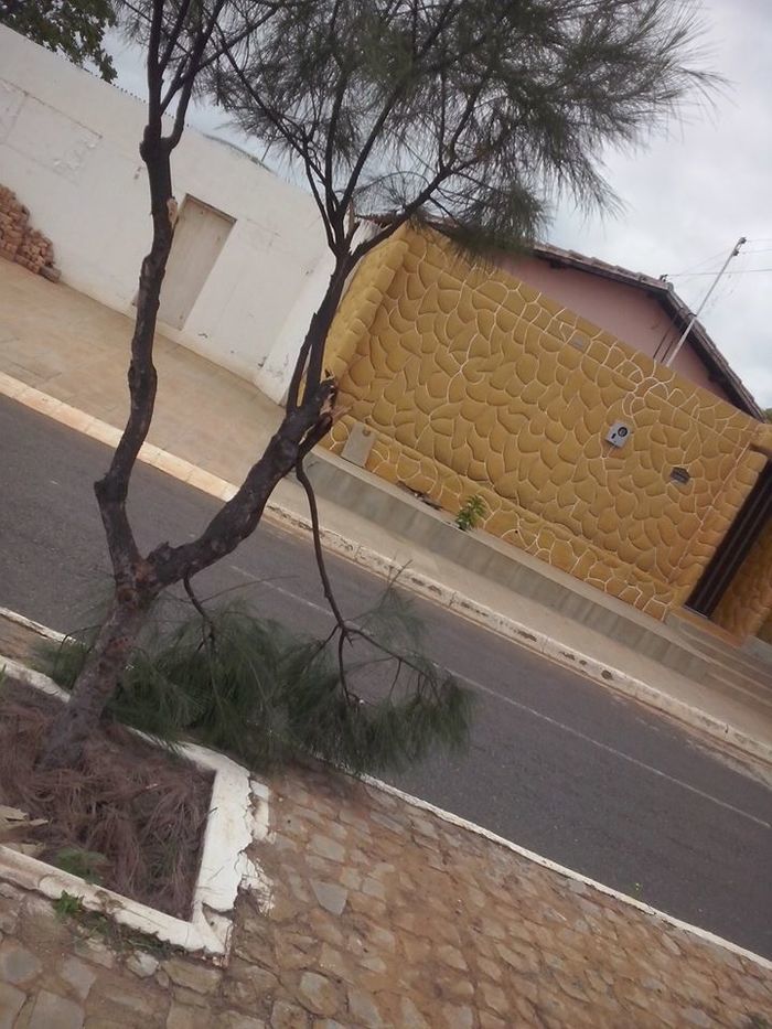 Vândalos quebram árvores em Dom Expedito Lopes (PI) - Imagem 1