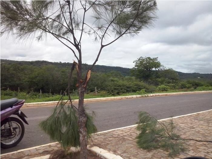 Vândalos quebram árvores em Dom Expedito Lopes (PI) - Imagem 5