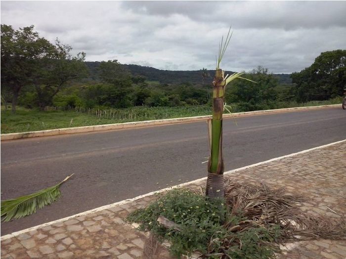 Vândalos quebram árvores em Dom Expedito Lopes (PI) - Imagem 4