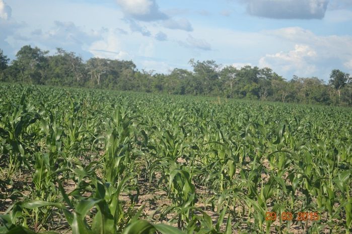 Boa Hora tem mais de 1000 hectares de Soja plantado pelo Projeto Agropecuária Barras. - Imagem 23