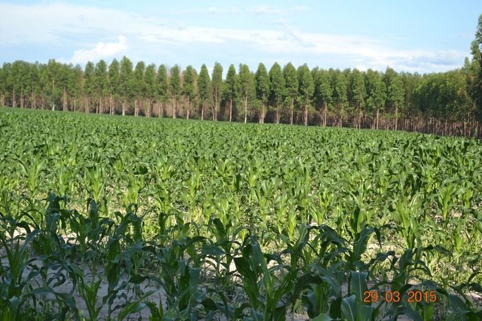 Boa Hora tem mais de 1000 hectares de Soja plantado pelo Projeto Agropecuária Barras. - Imagem 4