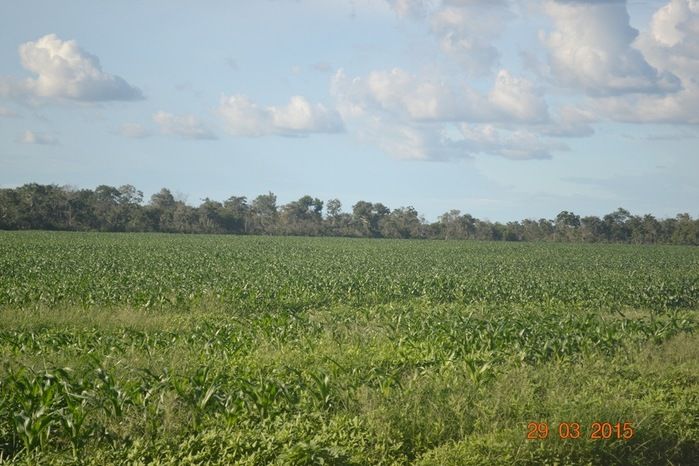 Boa Hora tem mais de 1000 hectares de Soja plantado pelo Projeto Agropecuária Barras. - Imagem 20