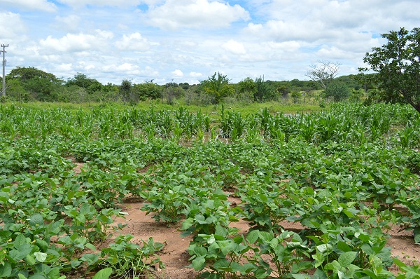 Mais de vinte e nove mil reais estão sendo pagos pela Prefeitura de Vila Nova para o Garantia Safra 2014/2015 - Imagem 1