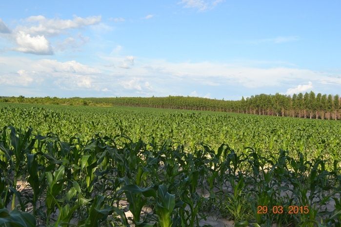 Boa Hora tem mais de 1000 hectares de Soja plantado pelo Projeto Agropecuária Barras. - Imagem 2