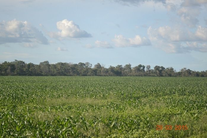 Boa Hora tem mais de 1000 hectares de Soja plantado pelo Projeto Agropecuária Barras. - Imagem 7
