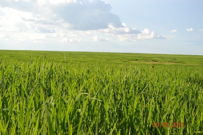 Boa Hora tem mais de 1000 hectares de Soja plantado pelo Projeto Agropecuária Barras. - Imagem 15