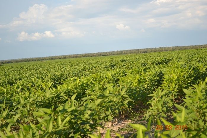 Boa Hora tem mais de 1000 hectares de Soja plantado pelo Projeto Agropecuária Barras. - Imagem 18