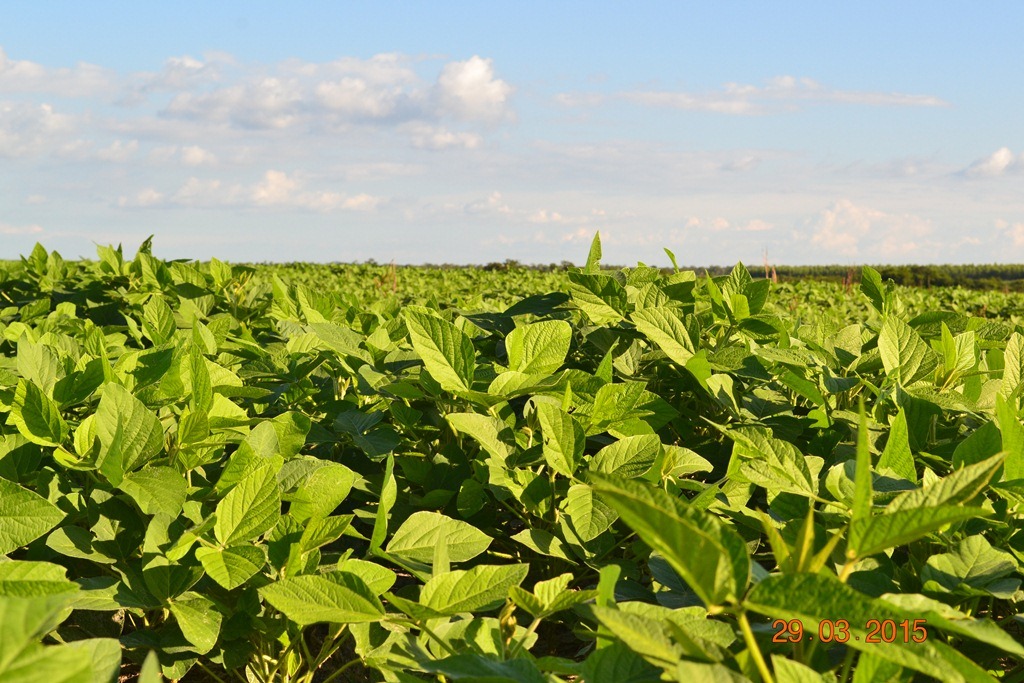 Boa Hora tem mais de 1000 hectares de Soja plantado pelo Projeto Agropecuária Barras.