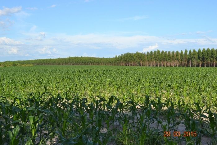 Boa Hora tem mais de 1000 hectares de Soja plantado pelo Projeto Agropecuária Barras. - Imagem 1
