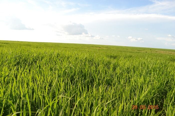 Boa Hora tem mais de 1000 hectares de Soja plantado pelo Projeto Agropecuária Barras. - Imagem 10