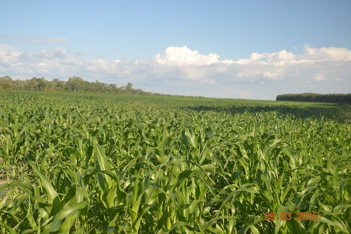Boa Hora tem mais de 1000 hectares de Soja plantado pelo Projeto Agropecuária Barras. - Imagem 24