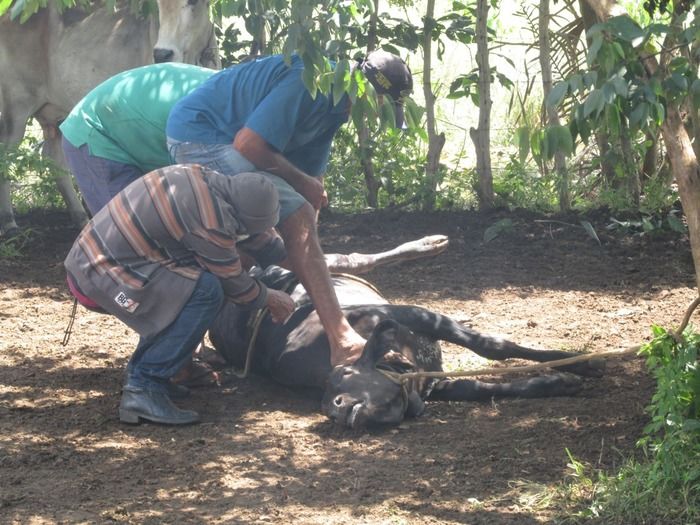 Campanha de vacinação contra brucelose tem o apoio do prefeito Walter Alencar  - Imagem 23