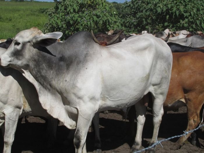 Campanha de vacinação contra brucelose tem o apoio do prefeito Walter Alencar  - Imagem 28