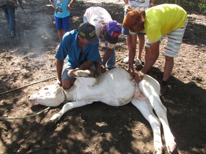 Campanha de vacinação contra brucelose tem o apoio do prefeito Walter Alencar  - Imagem 27