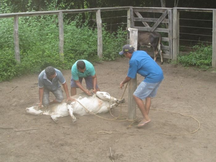 Campanha de vacinação contra brucelose tem o apoio do prefeito Walter Alencar  - Imagem 1