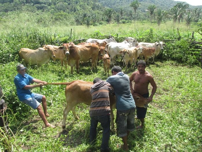 Campanha de vacinação contra brucelose tem o apoio do prefeito Walter Alencar  - Imagem 8