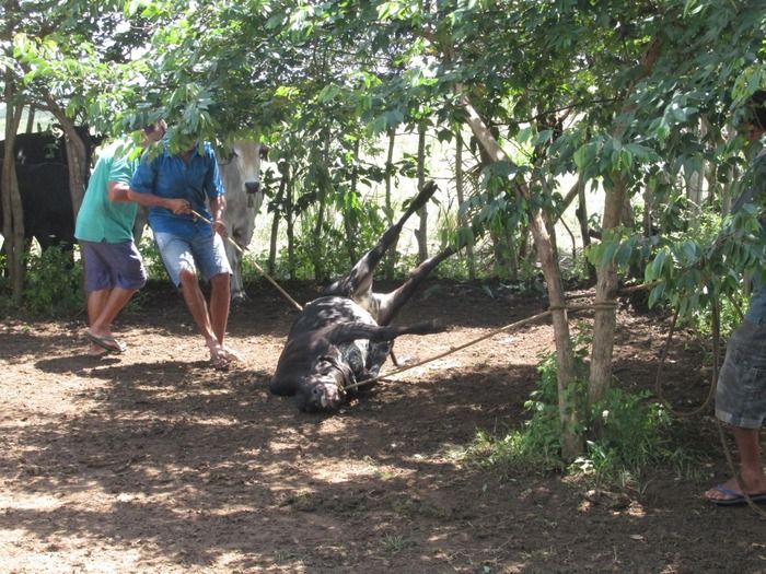 Campanha de vacinação contra brucelose tem o apoio do prefeito Walter Alencar  - Imagem 22