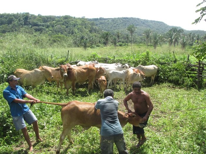 Campanha de vacinação contra brucelose tem o apoio do prefeito Walter Alencar  - Imagem 9