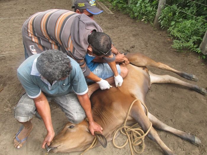 Campanha de vacinação contra brucelose tem o apoio do prefeito Walter Alencar  - Imagem 4