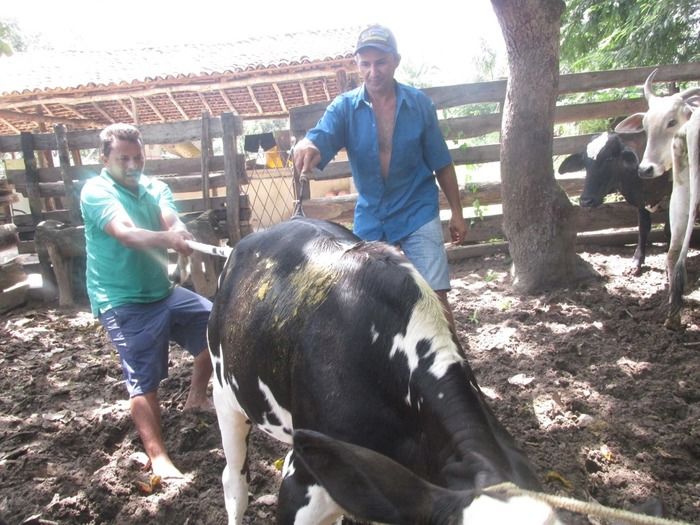 Campanha de vacinação contra brucelose tem o apoio do prefeito Walter Alencar  - Imagem 13