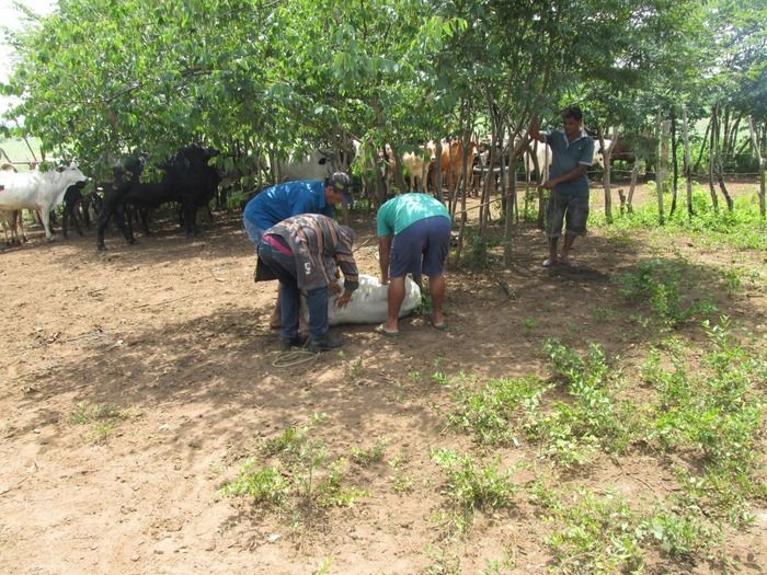 Campanha de vacinação contra brucelose tem o apoio do prefeito Walter Alencar  - Imagem 14