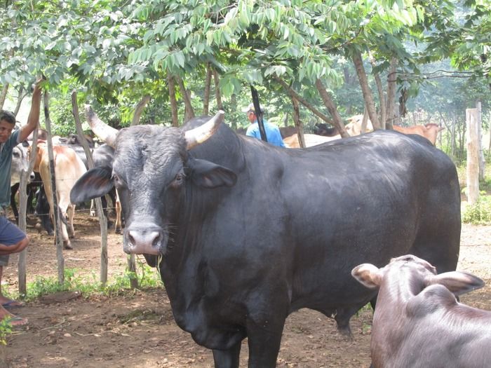 Campanha de vacinação contra brucelose tem o apoio do prefeito Walter Alencar  - Imagem 17