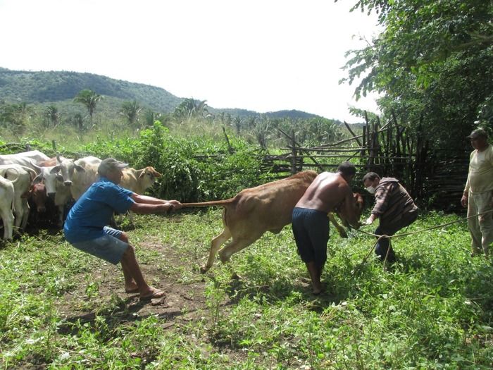 Campanha de vacinação contra brucelose tem o apoio do prefeito Walter Alencar  - Imagem 10