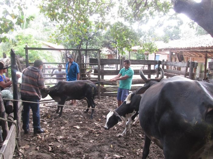 Campanha de vacinação contra brucelose tem o apoio do prefeito Walter Alencar  - Imagem 12