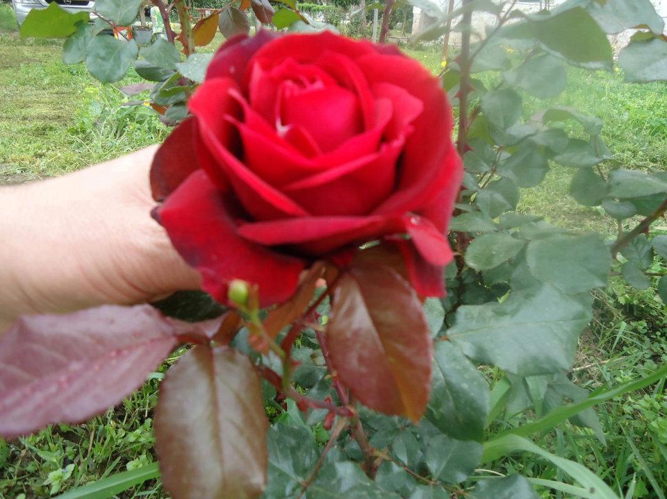 Convite missa 01 ano de falecimento da saudosa Neylivia Oliveira Costa