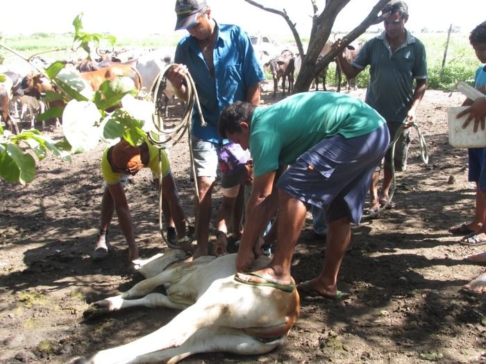Campanha de vacinação contra brucelose tem o apoio do prefeito Walter Alencar  - Imagem 26