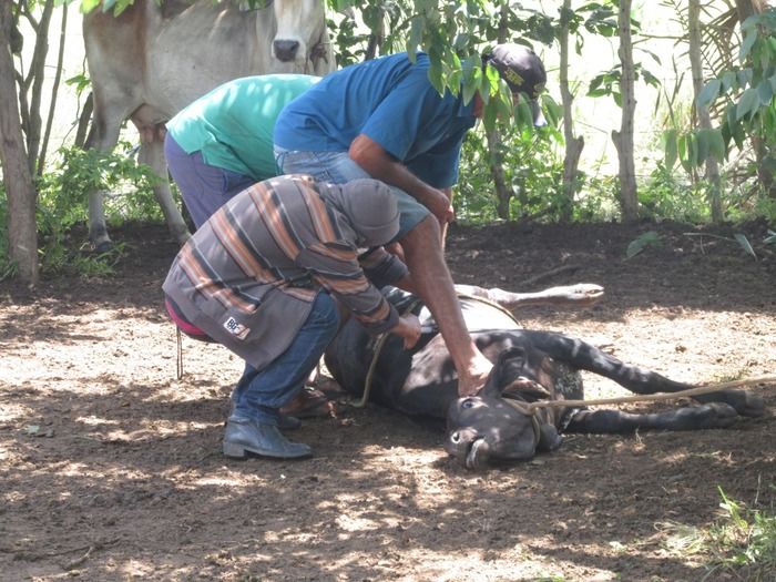 Campanha de vacinação contra brucelose tem o apoio do prefeito Walter Alencar  - Imagem 24
