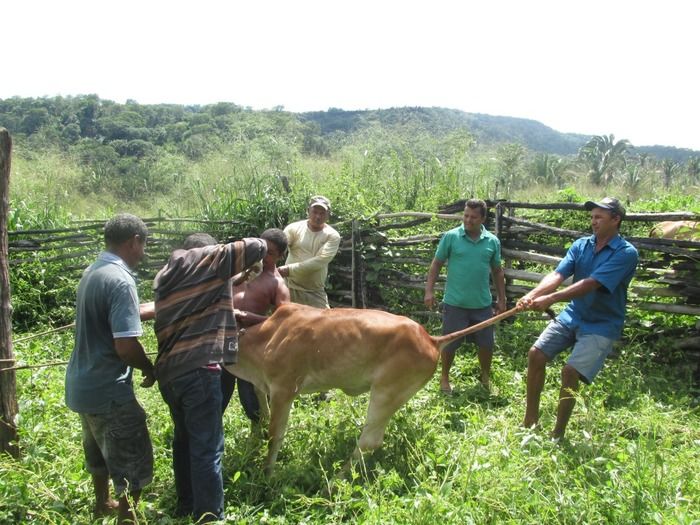 Campanha de vacinação contra brucelose tem o apoio do prefeito Walter Alencar  - Imagem 6