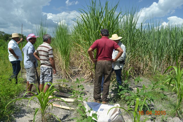 Embrapa realiza encontro em Boa Hora para implantar Microdestilaria  - Imagem 4