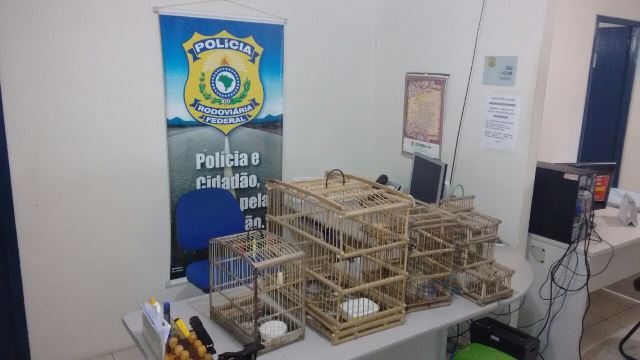 PRF reprime crime ambiental em Parnaíba e apreende pássaros - Imagem 2