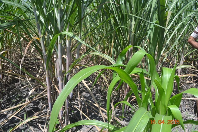 Embrapa realiza encontro em Boa Hora para implantar Microdestilaria  - Imagem 5