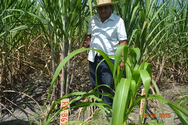Embrapa realiza encontro em Boa Hora para implantar Microdestilaria  - Imagem 6