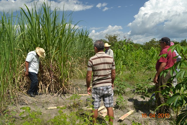 Embrapa realiza encontro em Boa Hora para implantar Microdestilaria  - Imagem 2