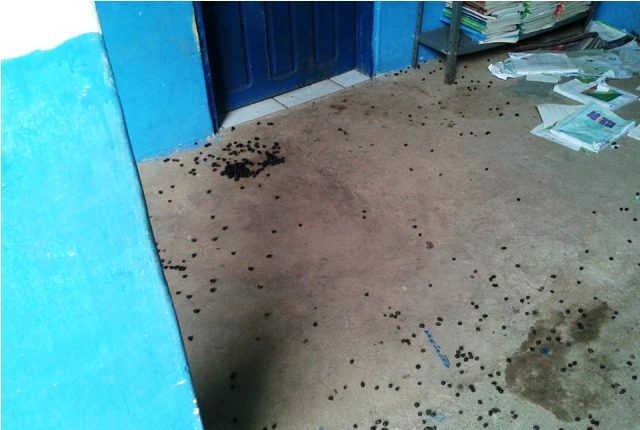 Escola de Cabeceiras do Piauí serve como aprisco para Bodes - Imagem 3