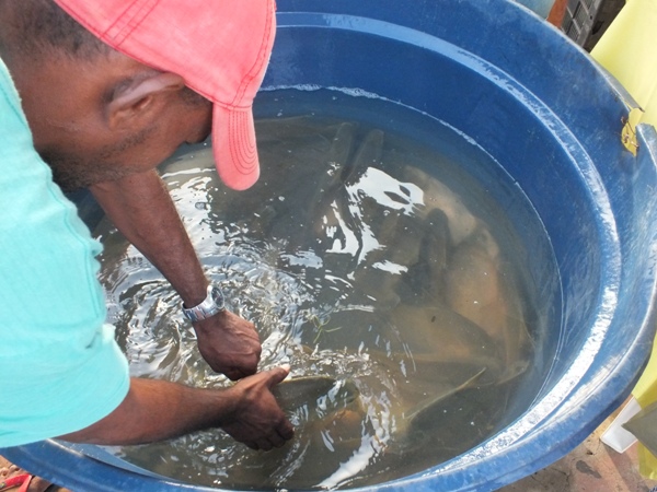 Santa Rosa do Piauí realiza 1ª Feira Agroecológica com produtores do município - Imagem 5