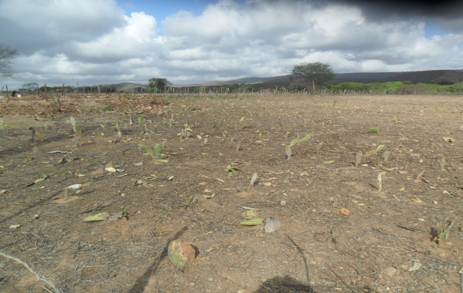 Conforme relatos dos agricultores Pedro II tem perda quase de 100% de suas lavouras