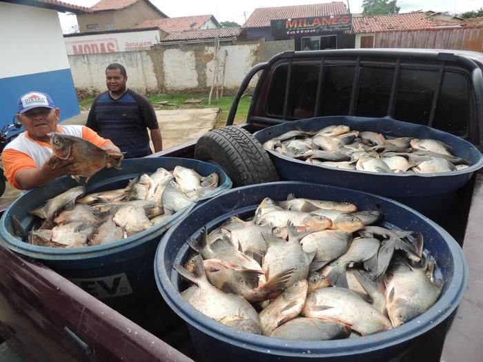 Prefeitura de Água Branca distribui duas toneladas de peixes a famílias carentes - Imagem 5