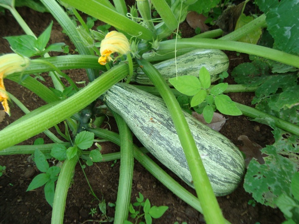 Prefeitura de Santa Rosa realizará Feira Agroecológica no dia 25 de abril - Imagem 2
